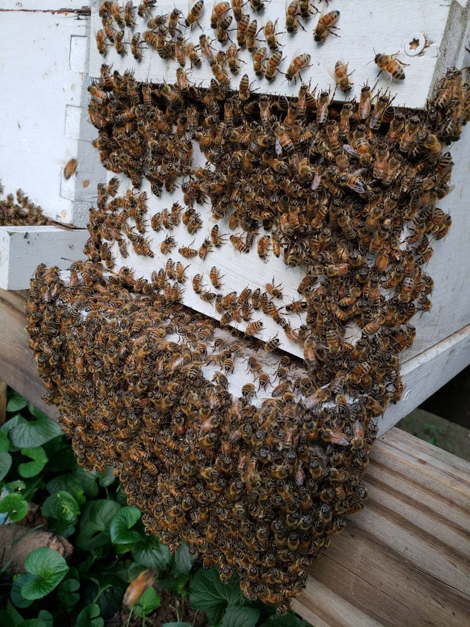Swarm of bees clustered on the outside of a white beehive box