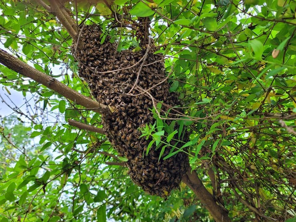 A large swarm of bees clings to a tree branch amid green leaves.