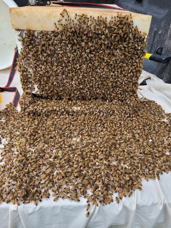 Large swarm of bees clustered on and around a white cloth-covered surface