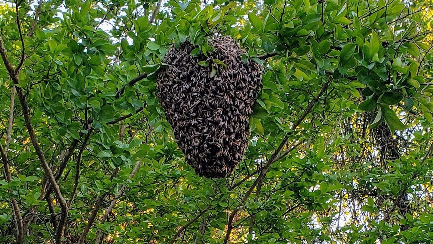 Large swarm of bees clustered in a tree among green leaves