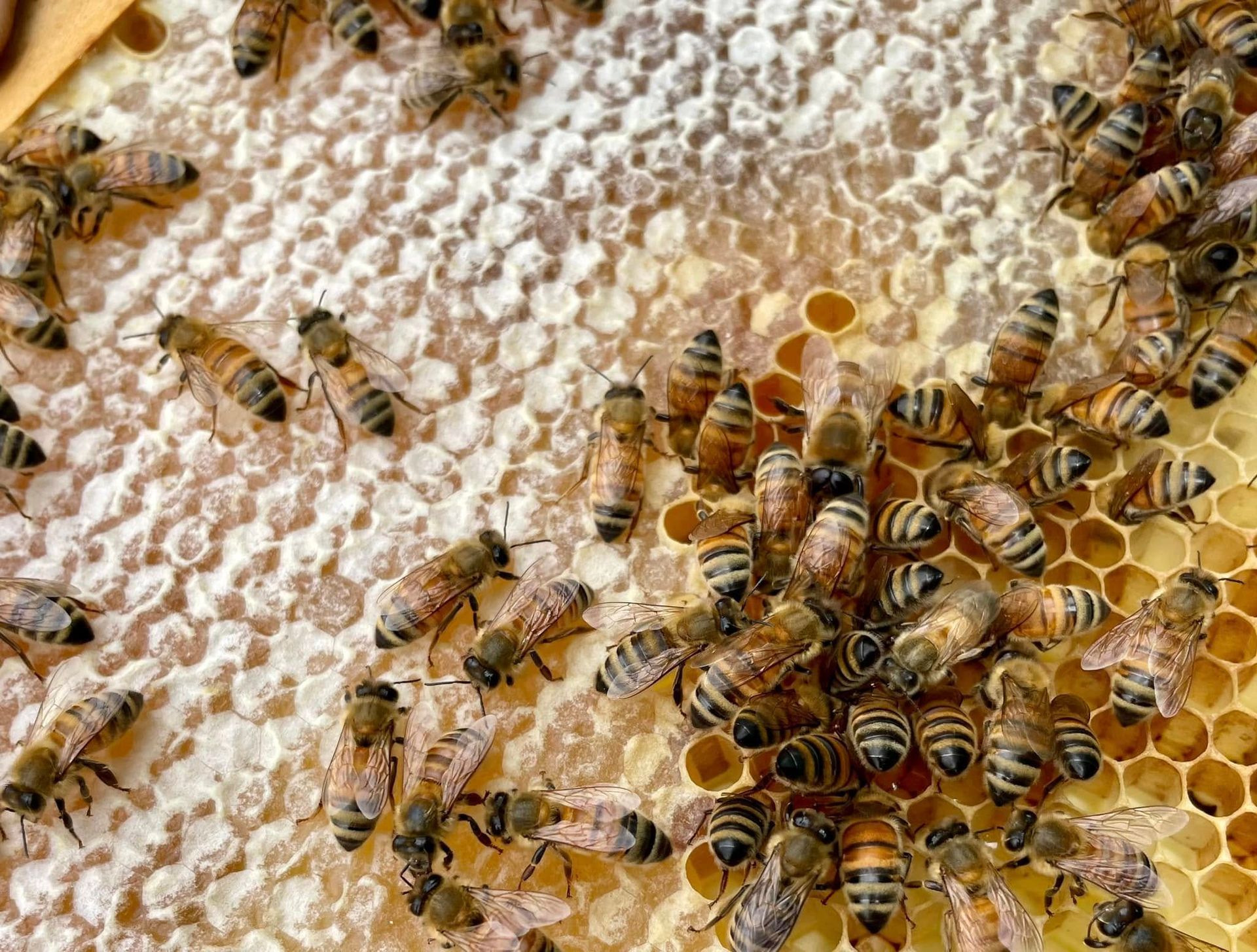 Bees clustered on a honeycomb, with a few moving over capped cells and open honey cells.