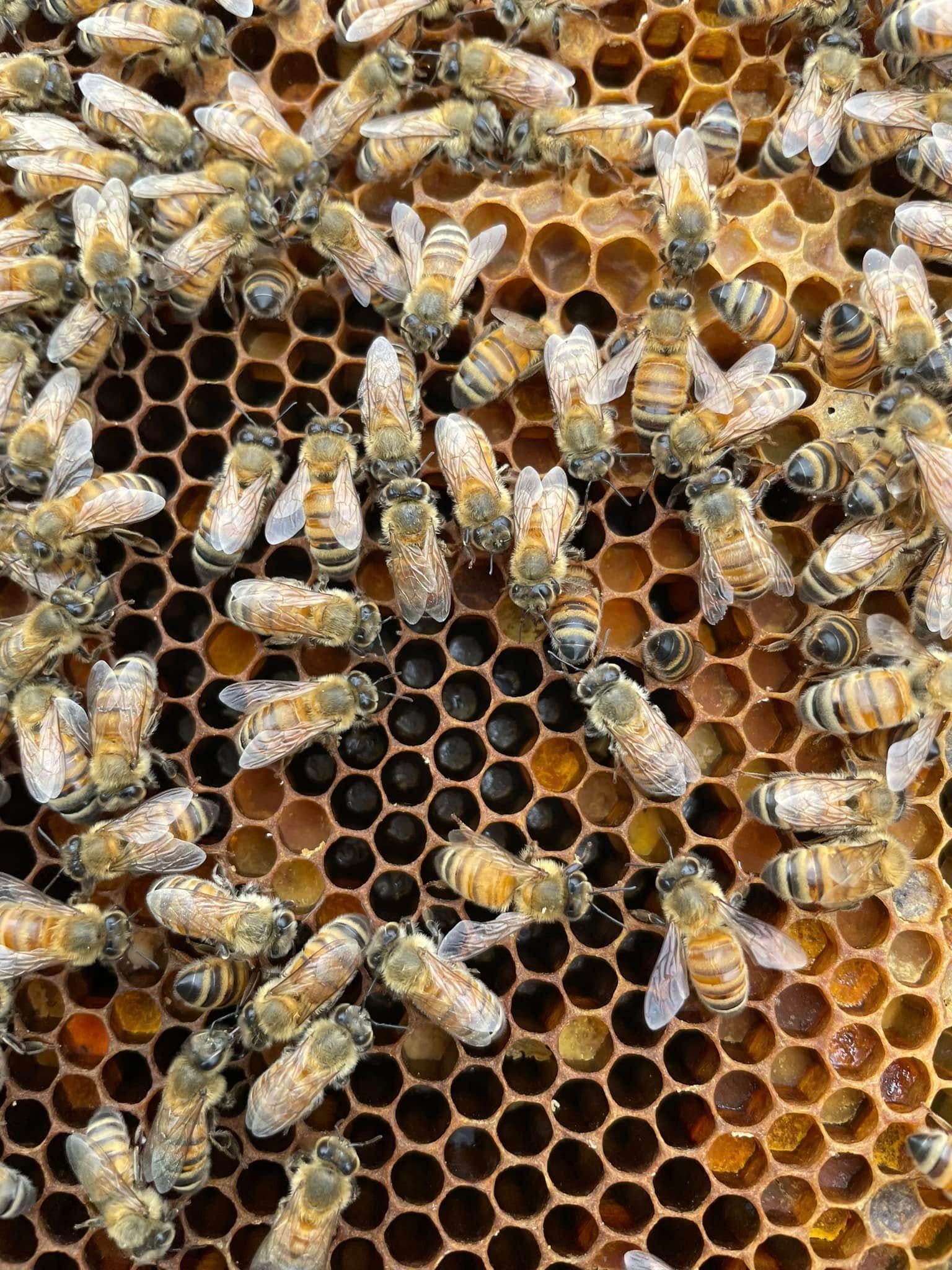 Bees clustered on a honeycomb with many open hexagonal cells
