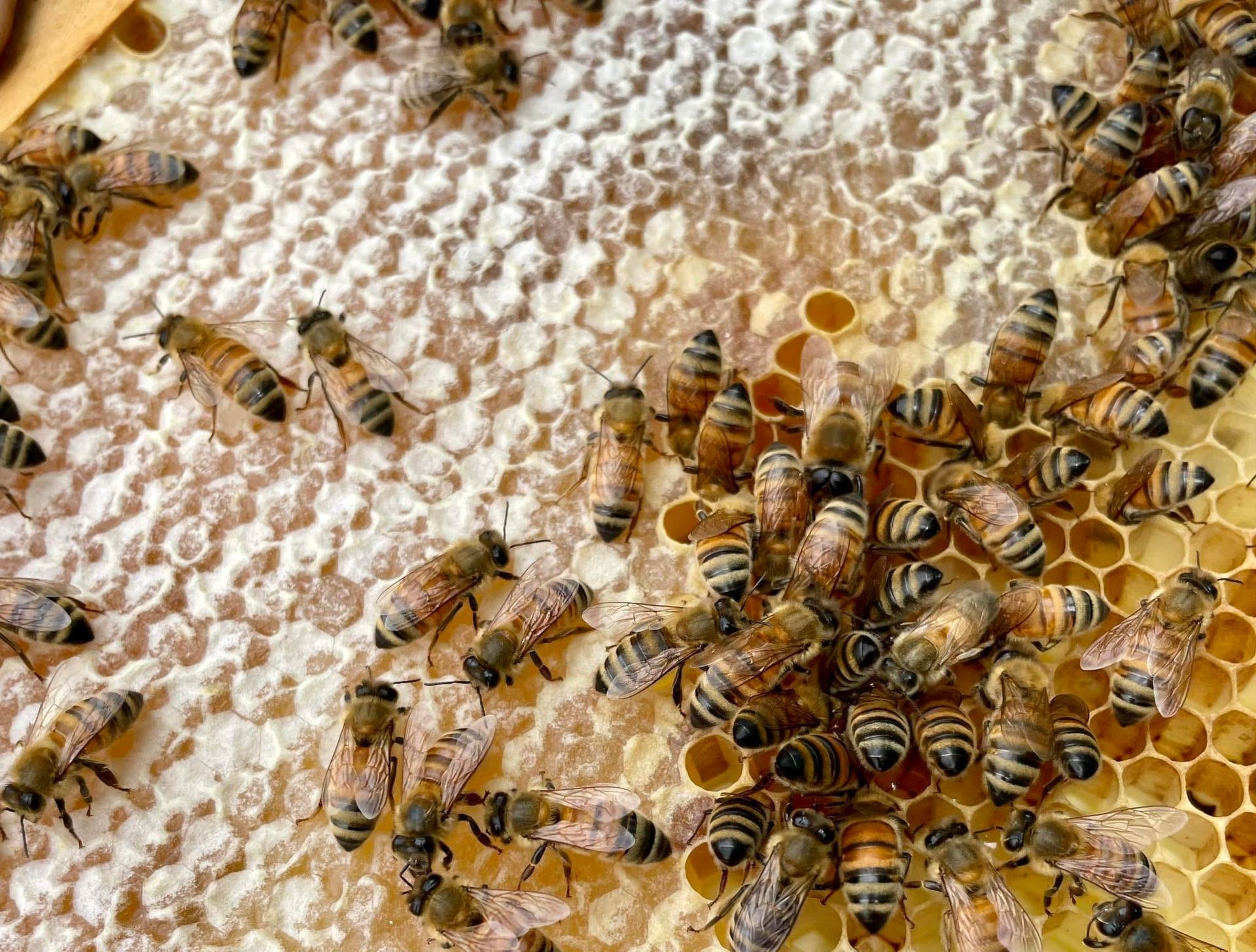 Honeybees clustered on a honeycomb, with many bees crawling over capped wax cells.
