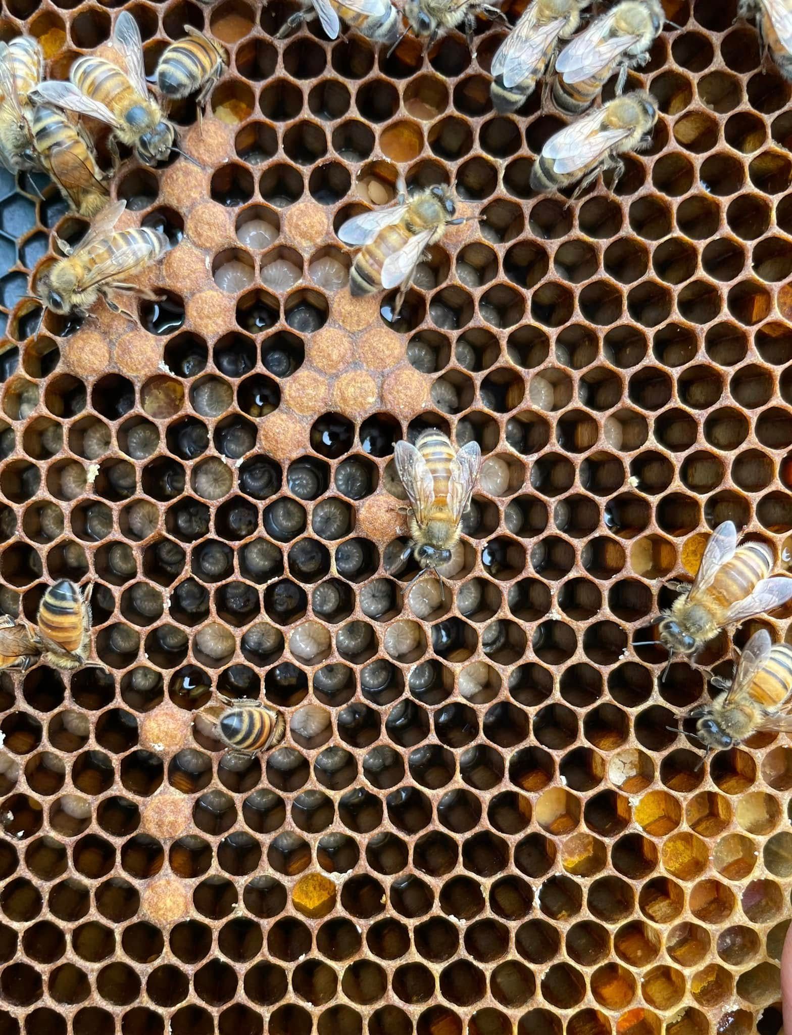 Honeybees on a hexagonal honeycomb with dark empty cells and golden wax patches.