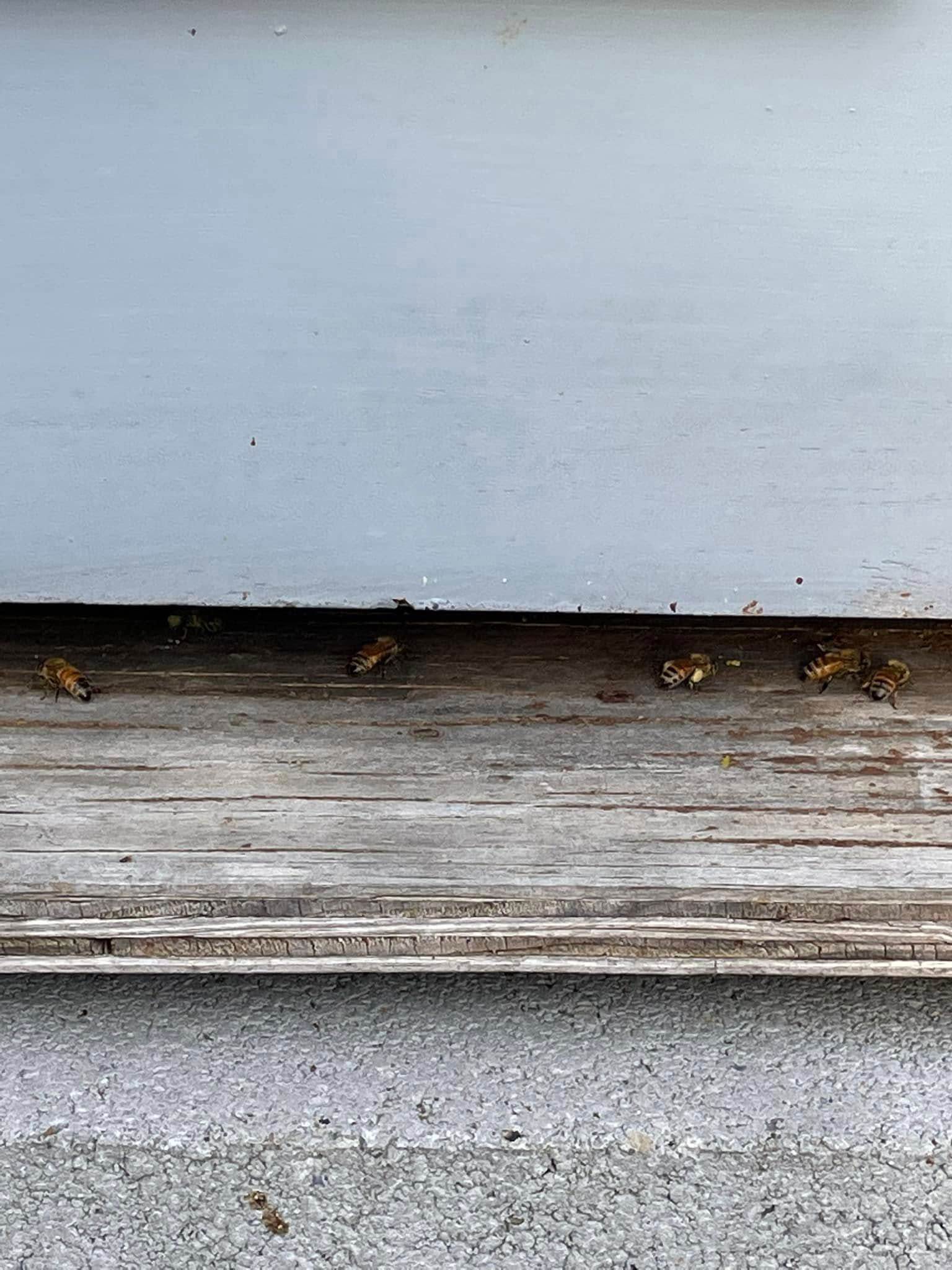 Close-up of a weathered white wall and wood baseboard with small beetles along the edge