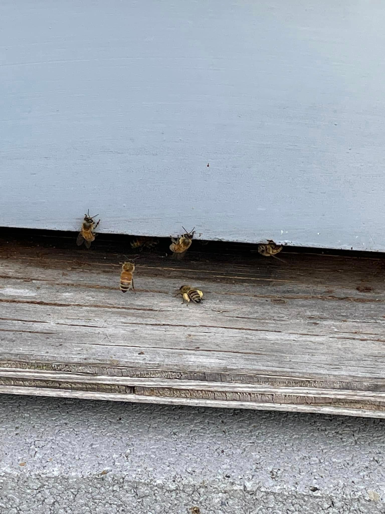 Small bees on a weathered wooden ledge beneath a pale blue wall