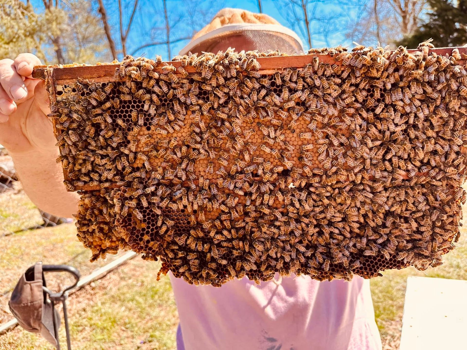 Person holding a large honeycomb covered with bees outdoors