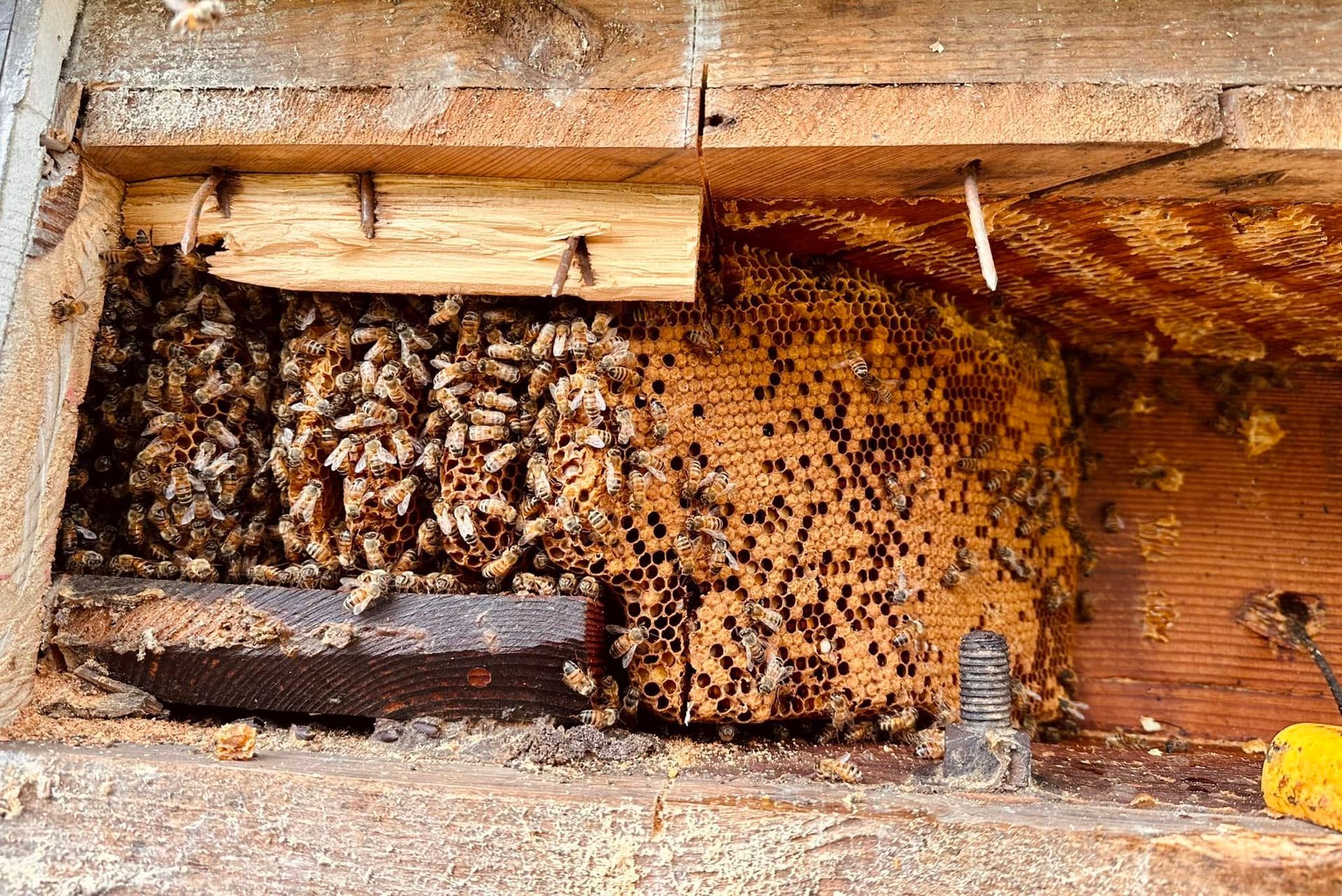 Bees clustered around a hive inside a wooden box opening
