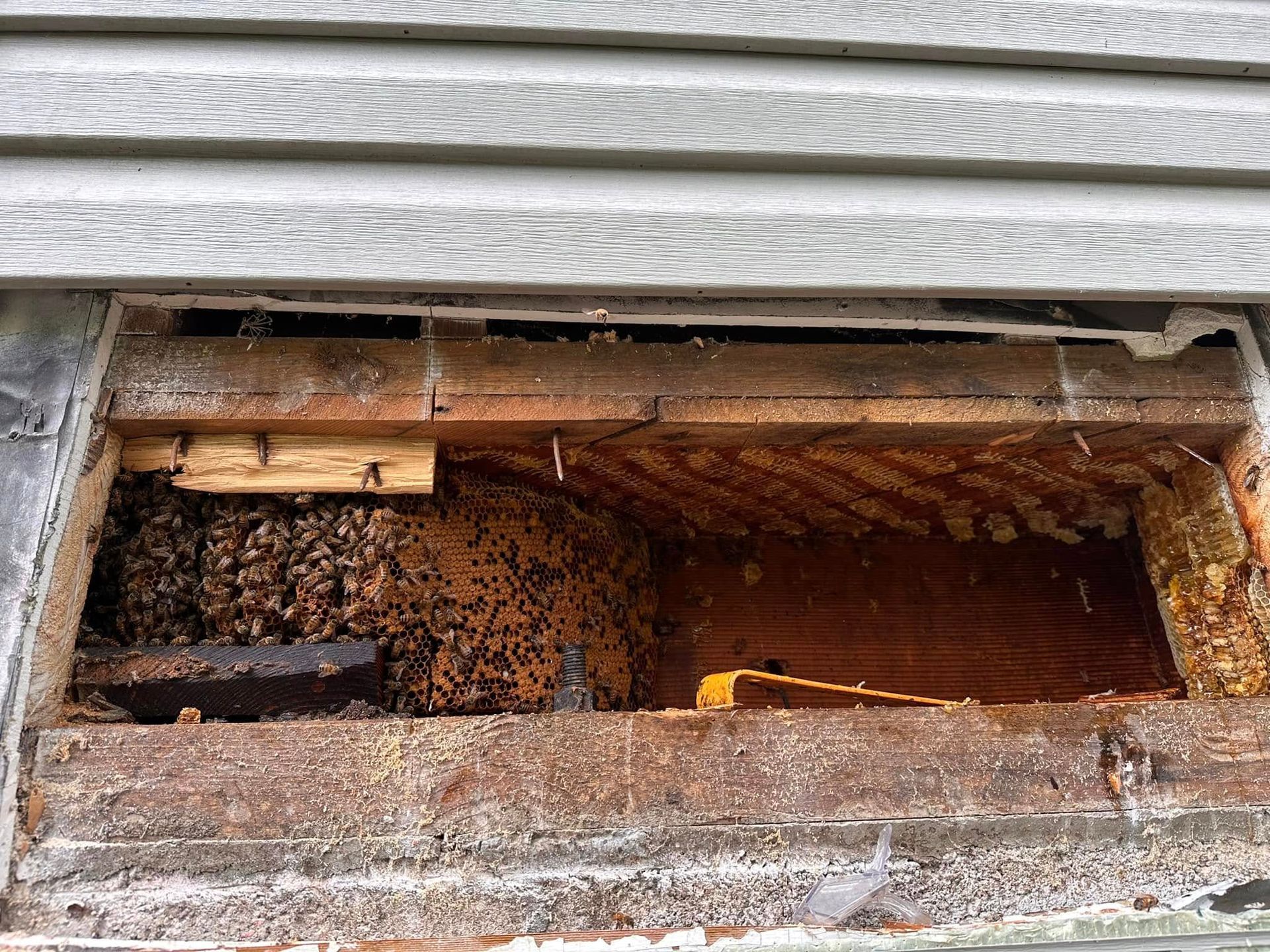 Damaged exterior wall opening with exposed rotting wood and insulation under house siding