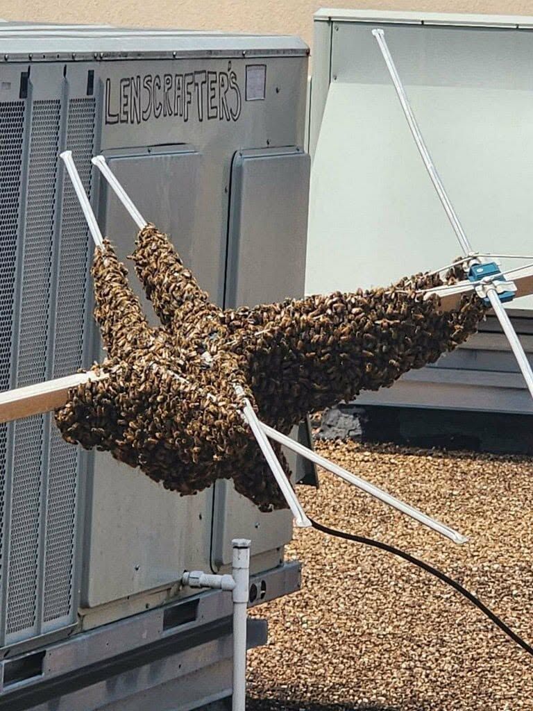 Bees clustered on white poles, swarming between gray utility boxes and a nearby hive box.