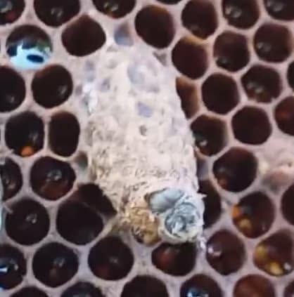 Moth with fuzzy white cocoon-like covering on a honeycomb pattern of dark hexagonal cells
