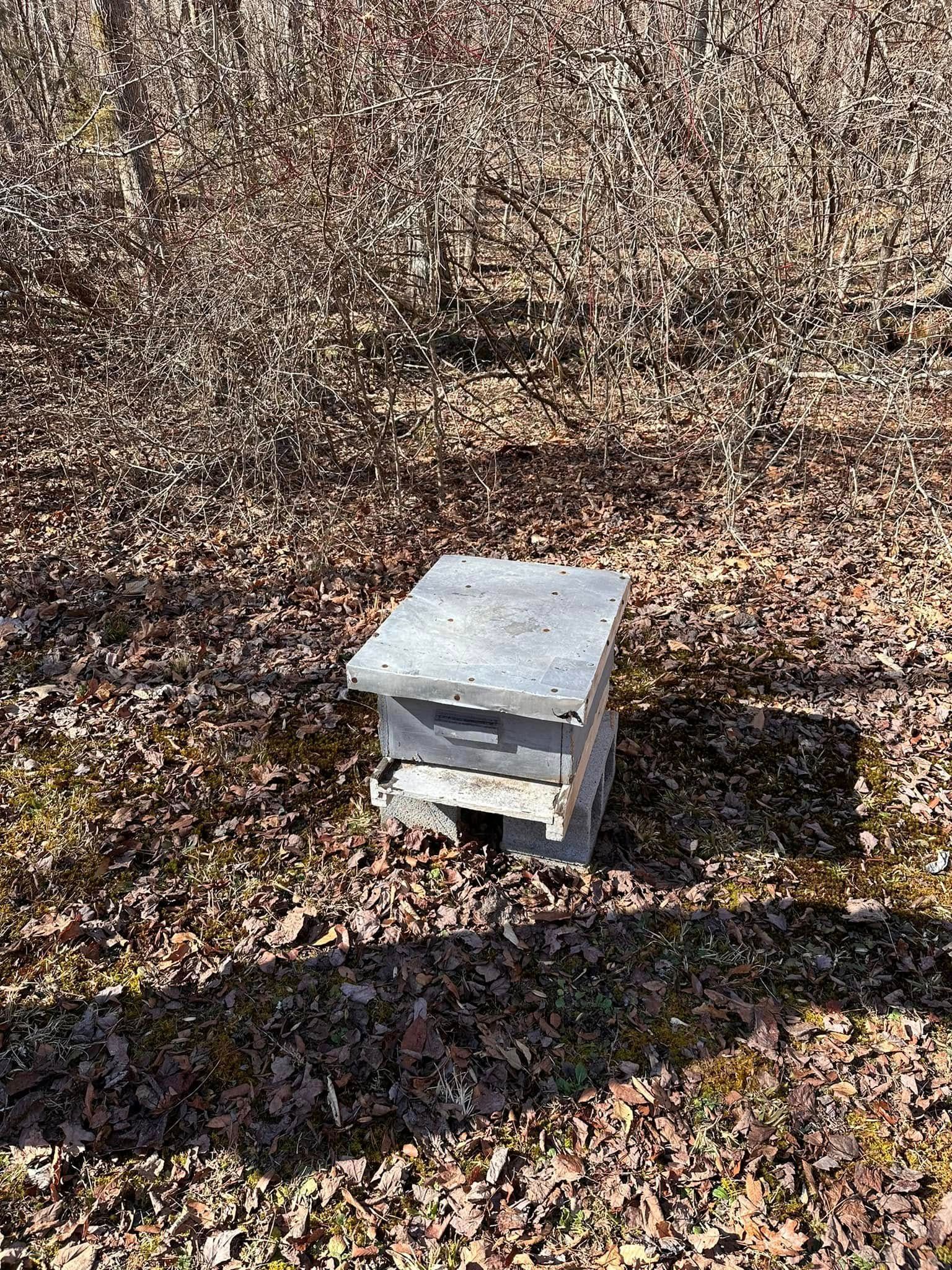 Small gray wooden box on a leaf-covered ground in a wooded area, with long shadows nearby.