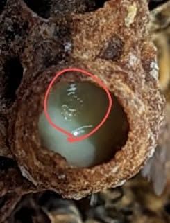 Close-up of a brown textured nest with a pale egg or larva inside, circled in red.