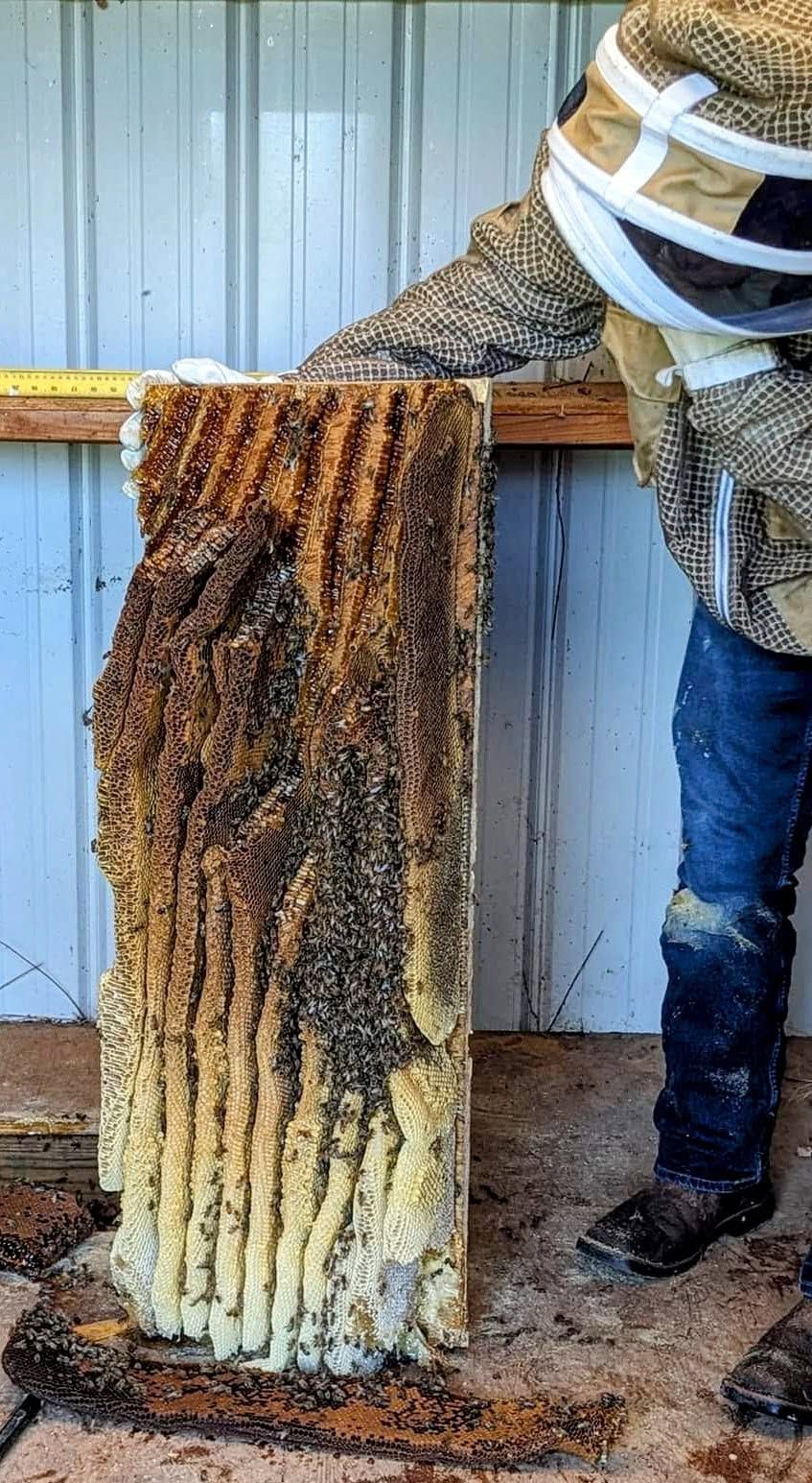Honeycomb sheet leaning on a wooden bench, with a beekeeper standing beside it in protective gear