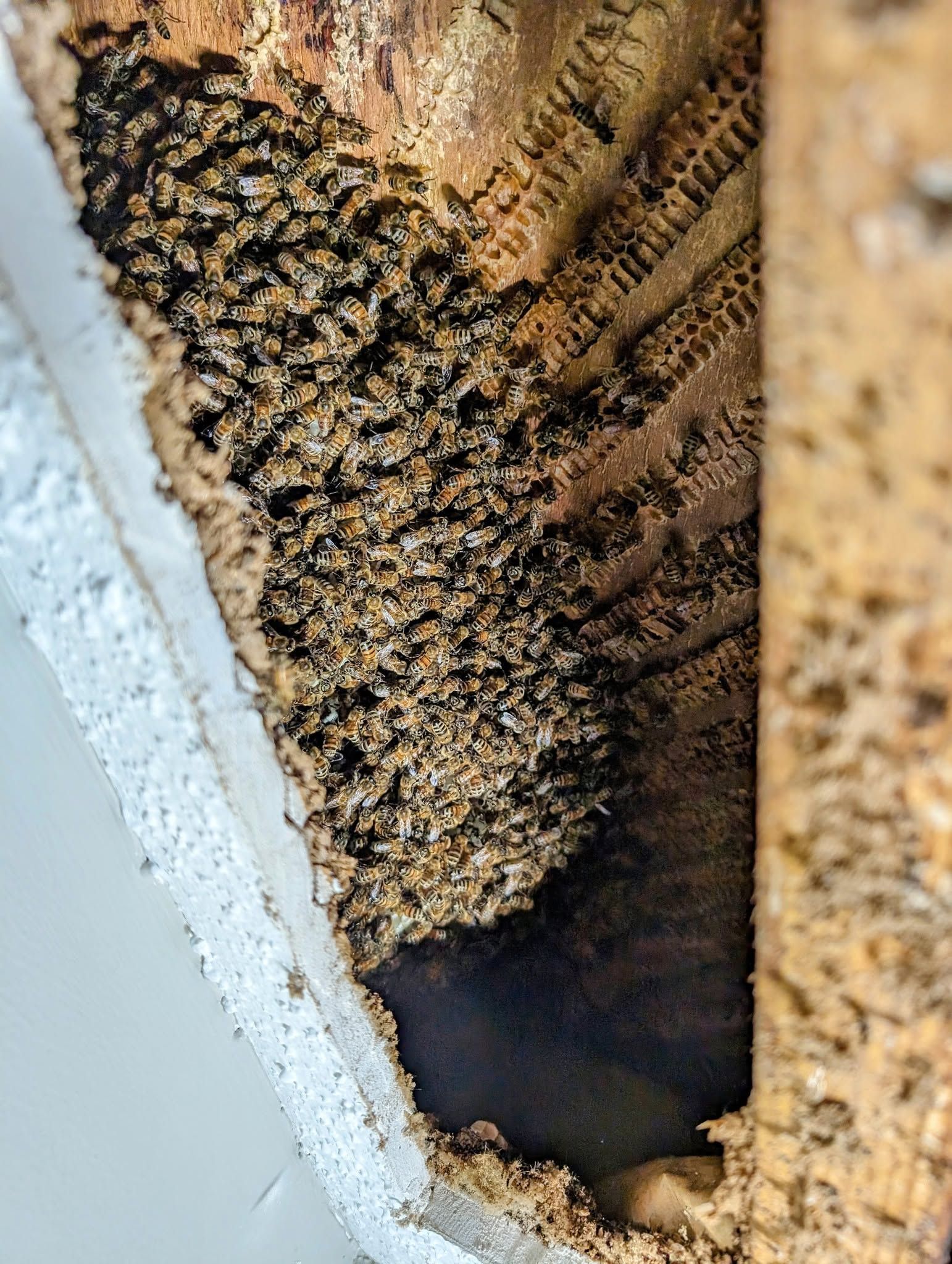 Close-up of a damaged wall cavity with exposed insulation and dark mold or rot in a corner.