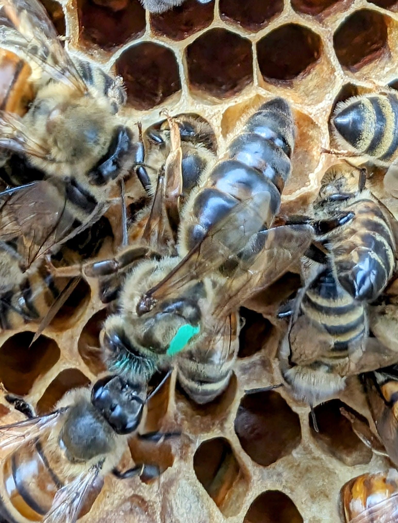 Bees clustered on honeycomb, one with a green marking carrying a blue tag