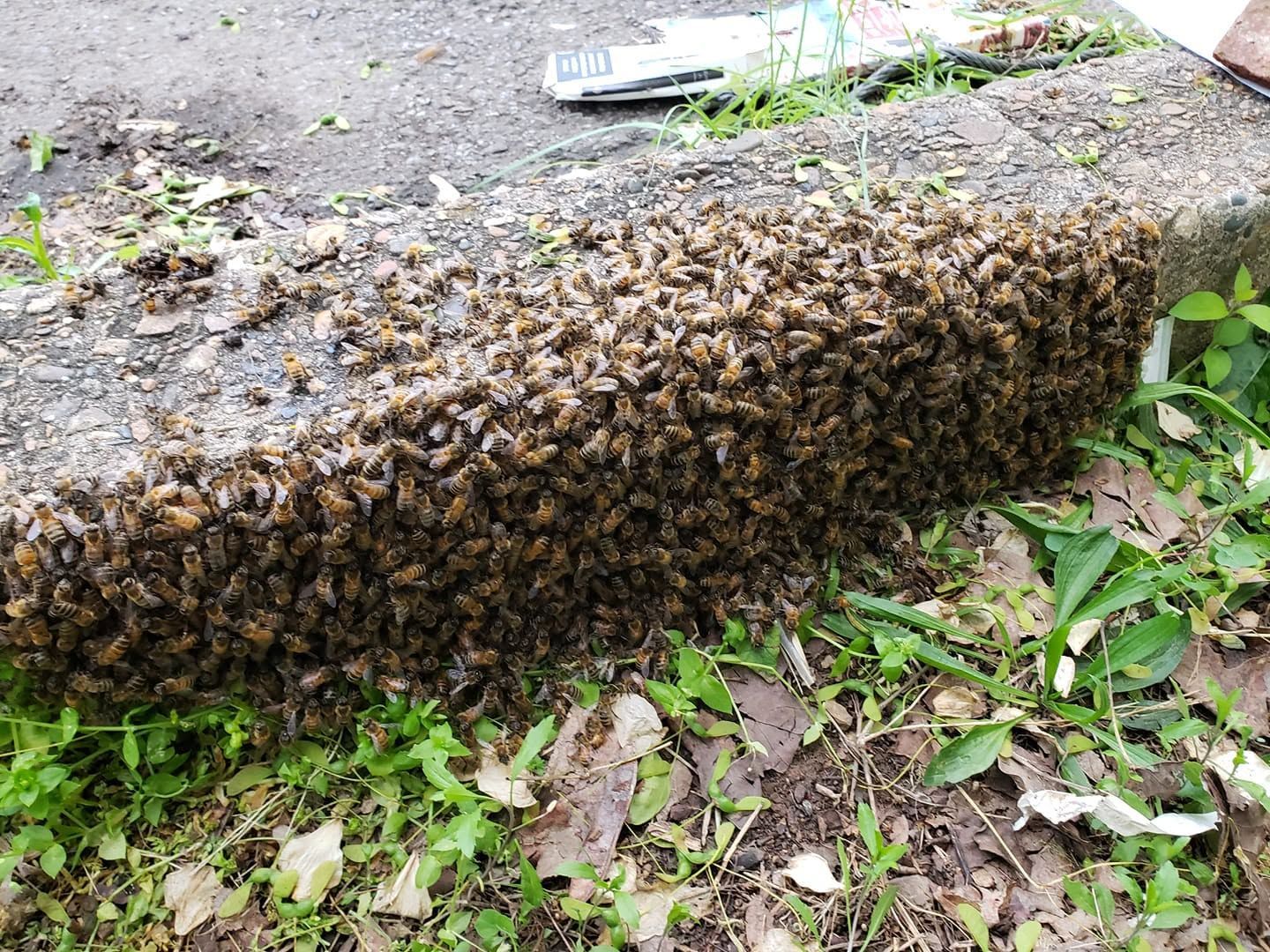 A dense swarm of bees clustering on the edge of a concrete curb beside grass and leaves.