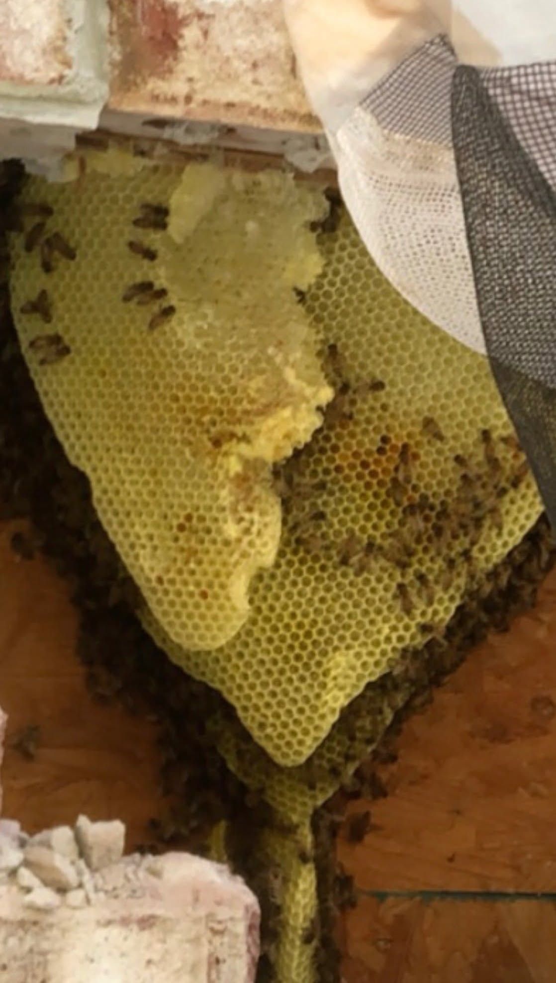 Honeycomb inside a hollow wall with bees clustered on yellow wax comb