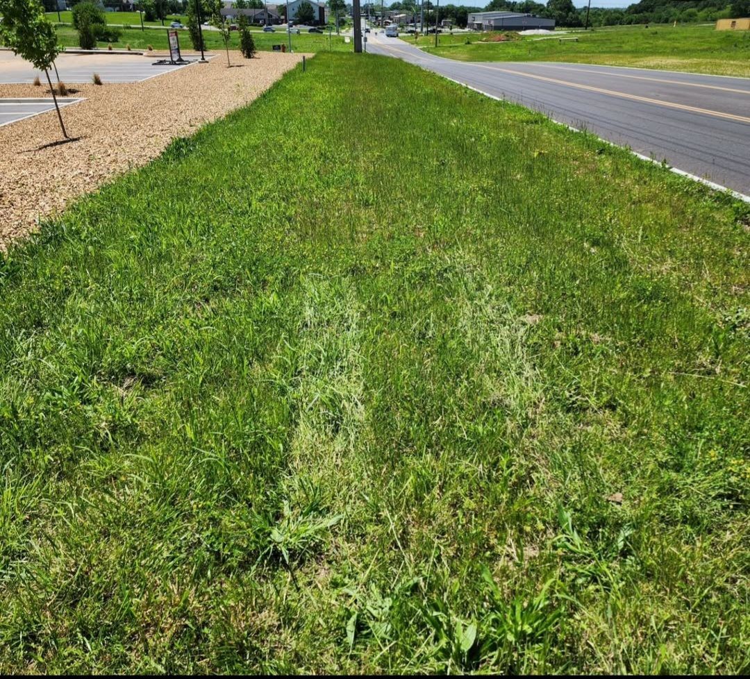 A lush green field of grass next to a road.
