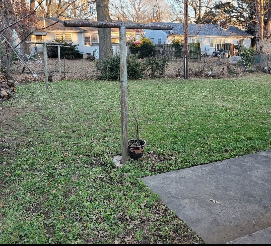 A lawn with a clothesline and a potted plant in the middle of it.