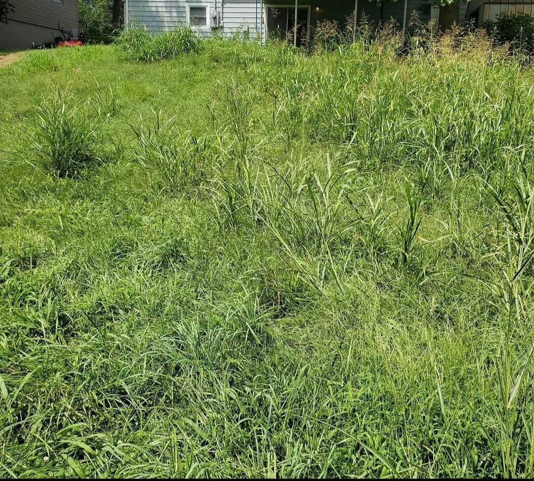 A lush green field of grass with a house in the background.