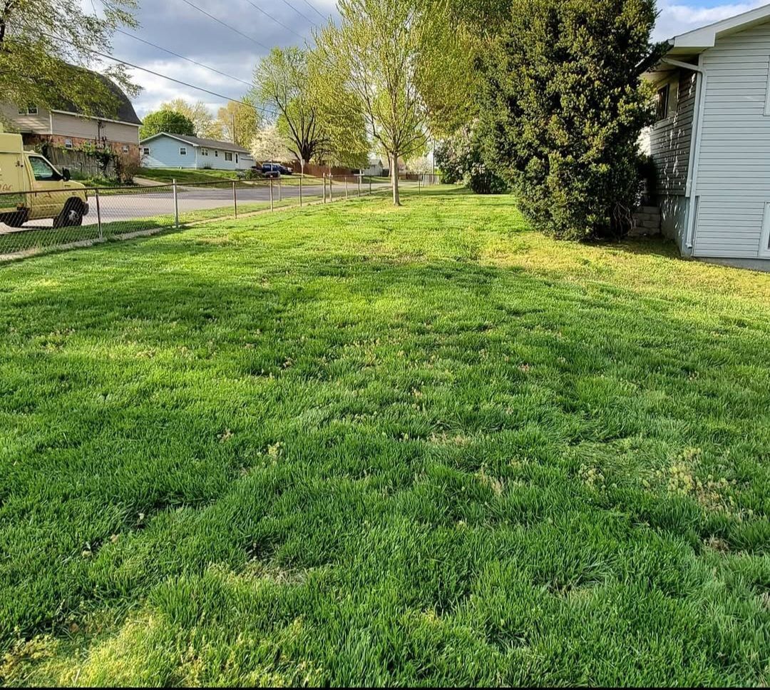 A lush green yard with a white house in the background.