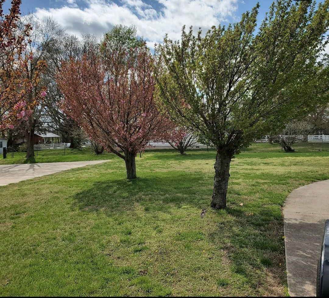 A park with trees and grass on a sunny day