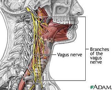 Anatomische weergave van de nervus vagus. Let op de verbindingen met de mond, keel en longen. een anatomische weergave van de nervus vagus, ofwel de zwervende zenuw.