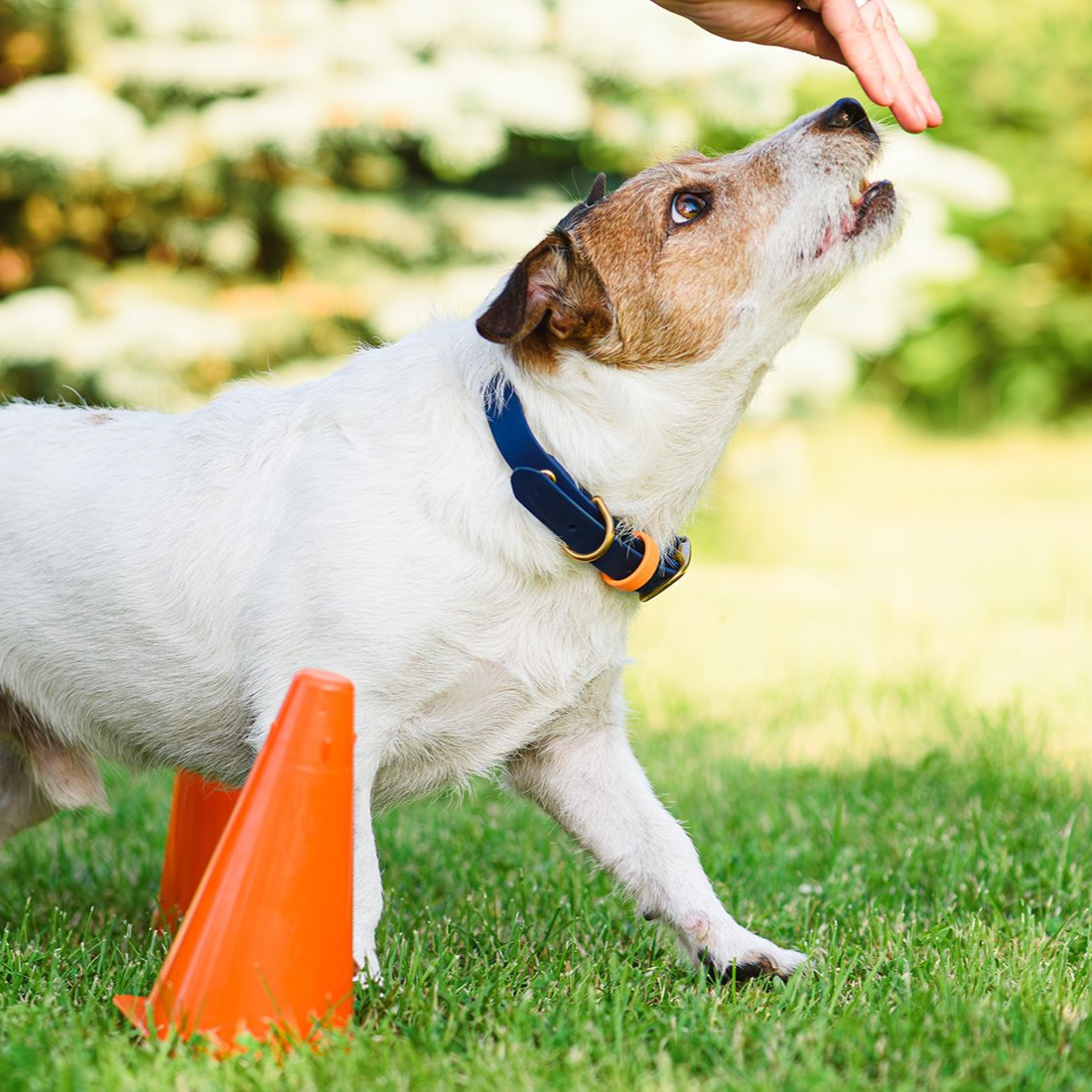 Dog in yard - Rovers Rocky Mountain Removers provides pet waste removal in Wapakoneta and Versailles OH