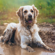 Golden retriever dog in yard - pet waste removal keeps yards clean in Celina and New Bremen OH