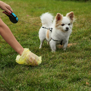 Small dog on leash in yard - professional dog waste removal in Minster and Coldwater Ohio