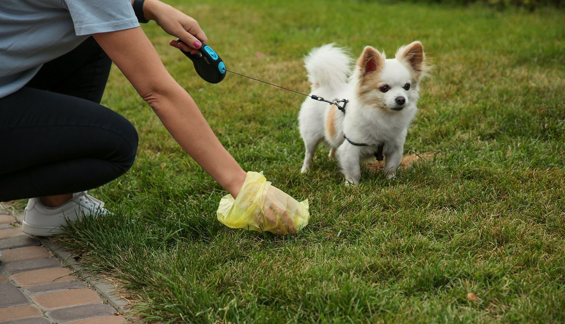 Pooper scooper technician picking up dog waste - pet waste removal service in Celina Minster OH