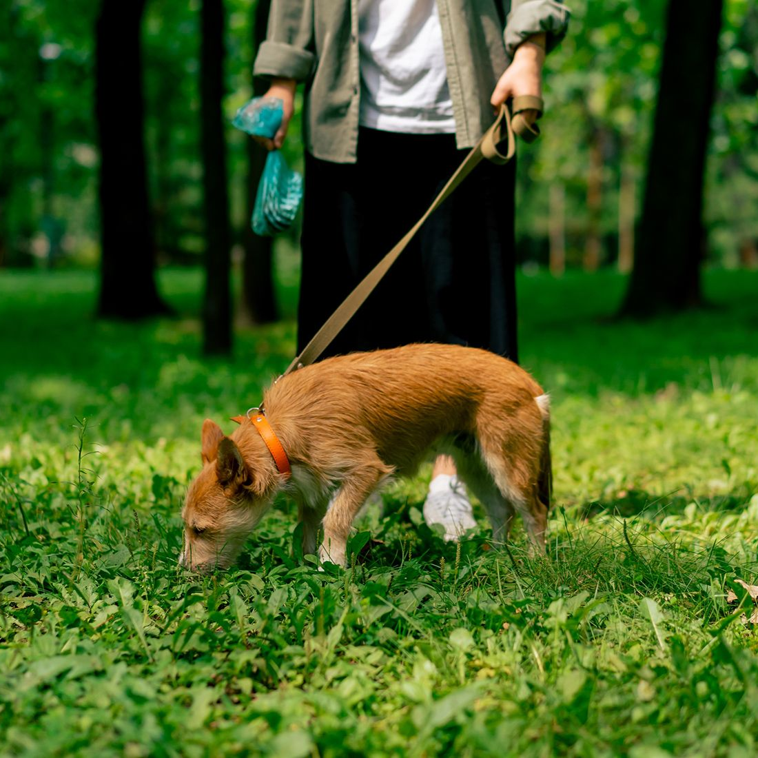 Dog on leash in park - pet waste removal service keeps Celina Ohio yards clean