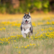 Happy husky puppy in clean yard - Rovers Rocky Mountain Removers pooper scooper service Ohio