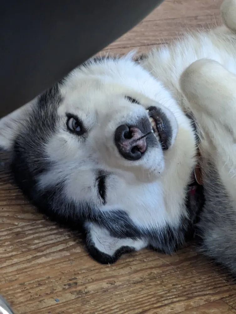 Husky dog relaxing in clean yard - pet waste removal service in Mercer County Ohio
