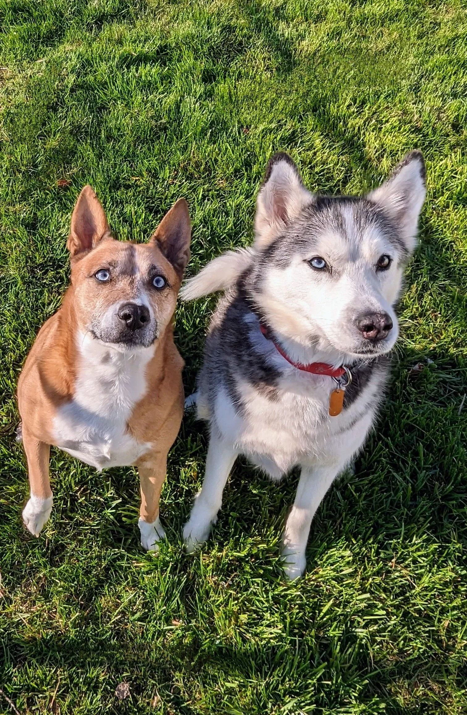 Happy dogs in yard served by Rovers Rocky Mountain Removers pooper scooper service in Celina OH