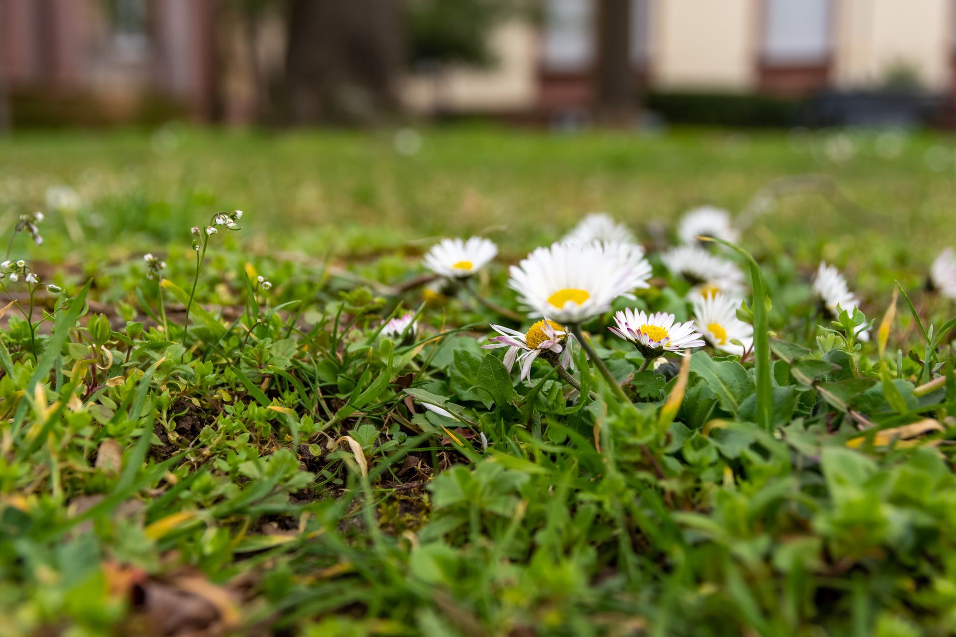 Broadleaf weeds growing within lawn turf