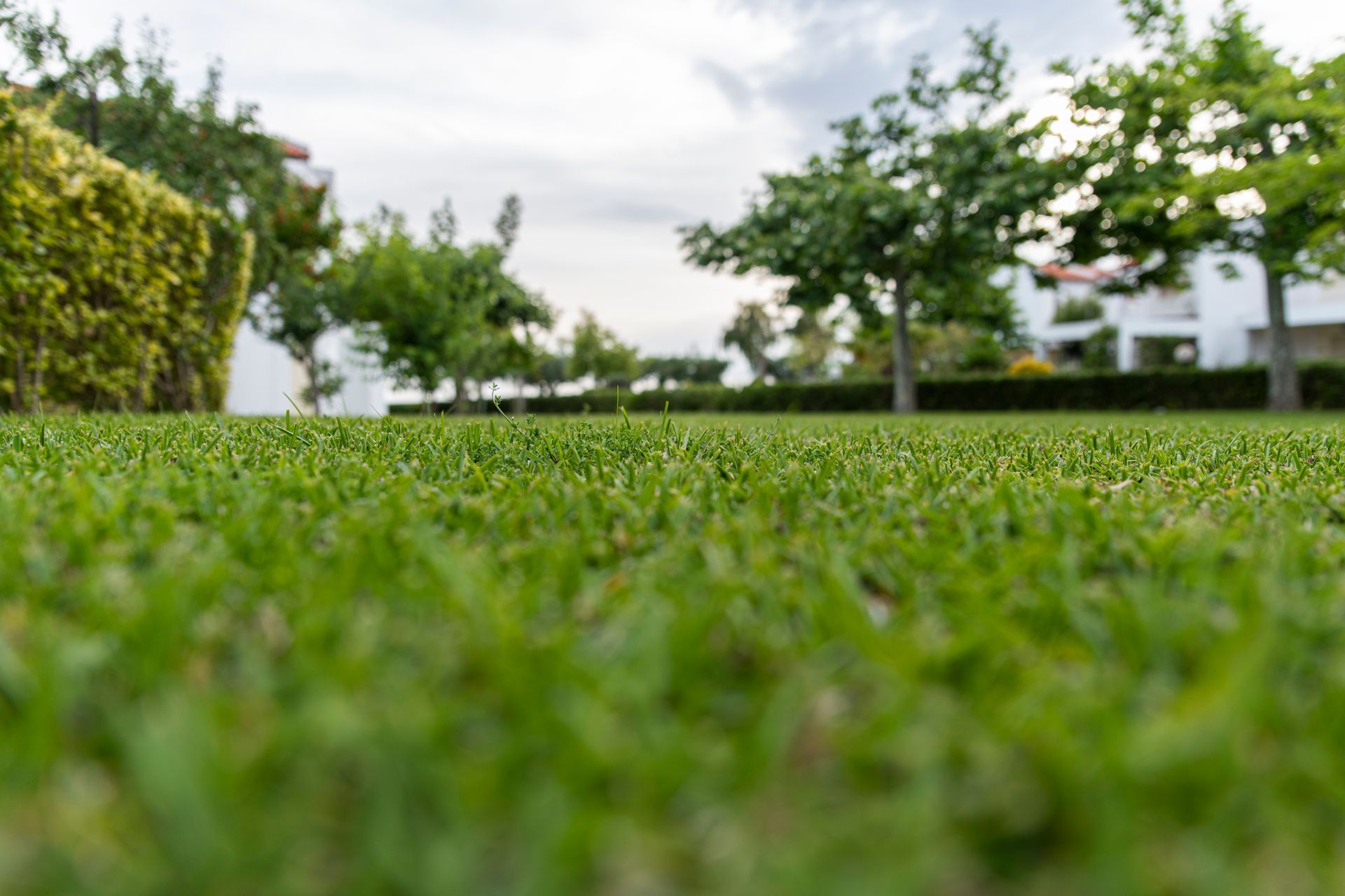 Healthy residential lawn receiving professional lawn treatment