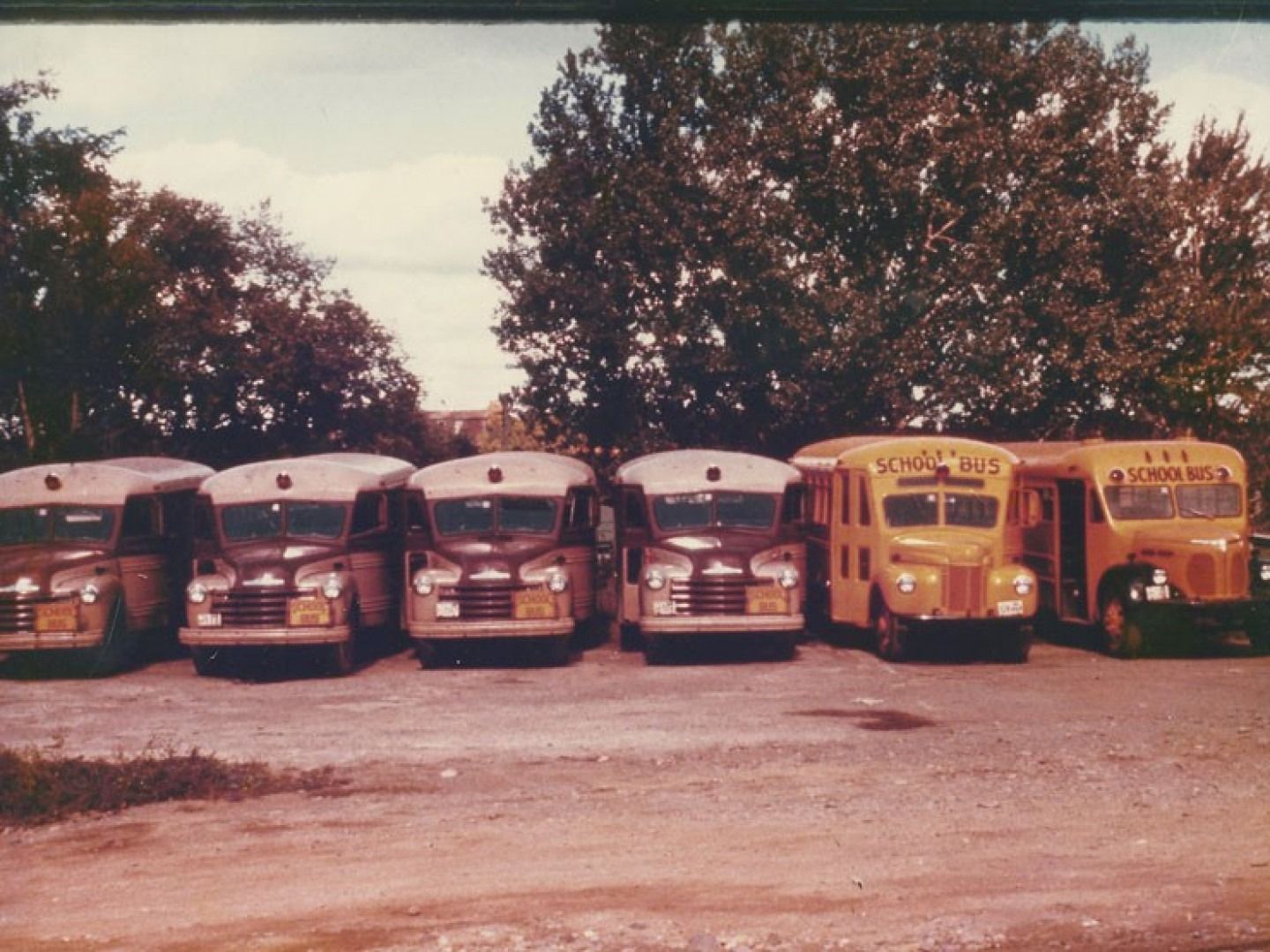 Row of colorful school buses parked side by side under trees