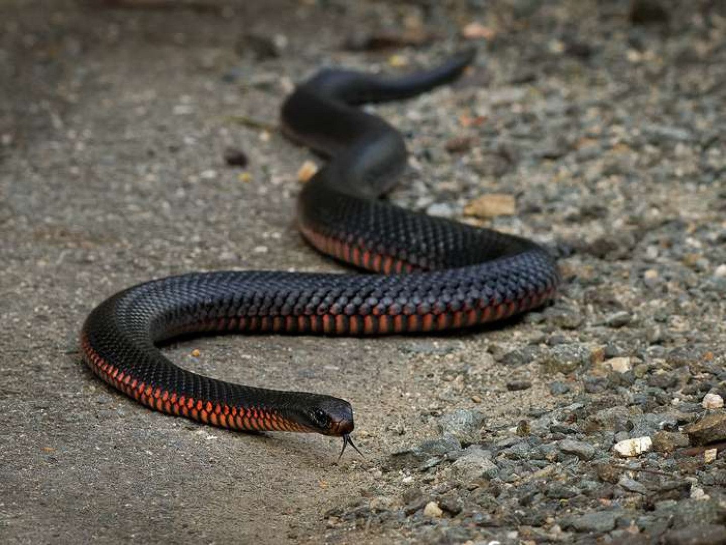 Black snake with red underside slithering on gray gravel. Tongue extended.