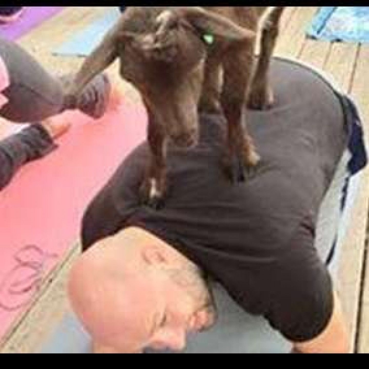 A man in black shirt doing yoga has a goat standing on his back. Pink yoga mat in view.