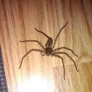 Large brown spider on a wooden floor.