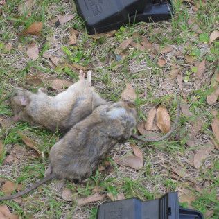 Two dead rats on grass and leaves next to black pest control traps.