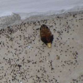 Cockroach on a floor covered in small black specks, near a wall.