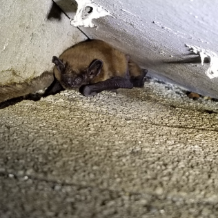 A brown bat resting under a white ceiling on a pebbled surface.