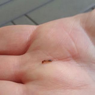 Small, dark insect rests on the palm of a person's hand.