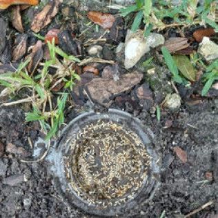 Open plastic container filled with tan seeds, set in soil and surrounded by mulch and grass.