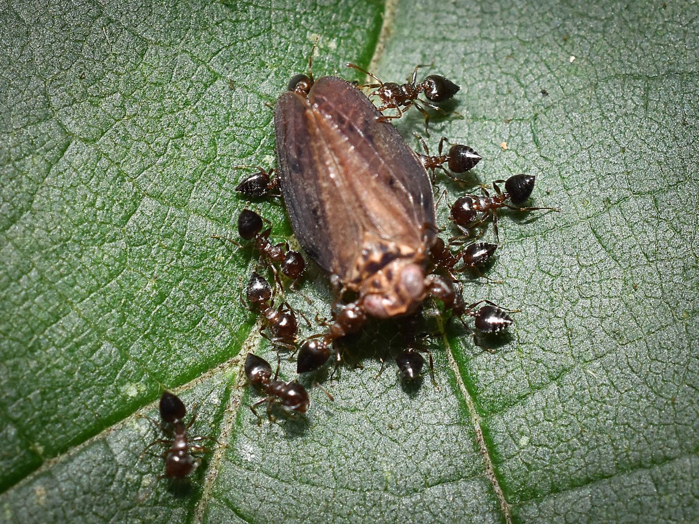 Ants swarm a dead insect on a green leaf.