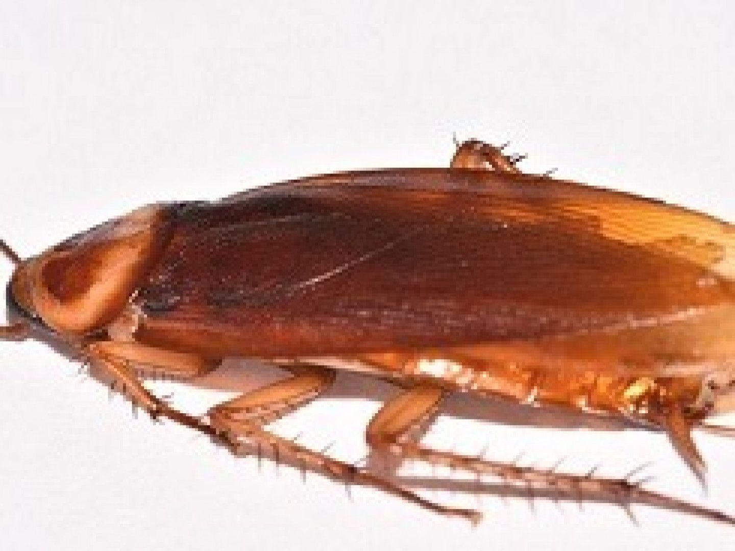 Brown cockroach on a white surface, with antennae and legs visible.