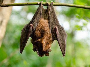 Bat hanging upside down on a branch, dark brown fur, outstretched wings.